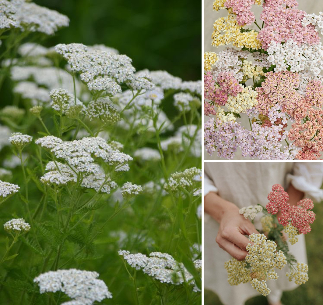 Achillea sauvage fleurs de printemps françaises et de saison