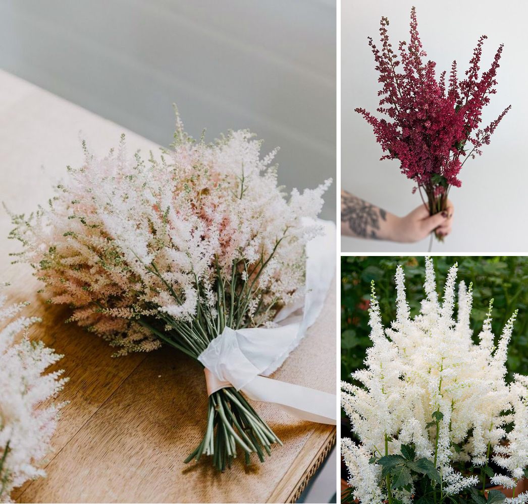 Astilbe