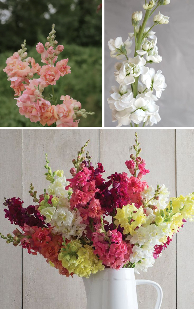 Antirrhinum muflier fleurs de printemps