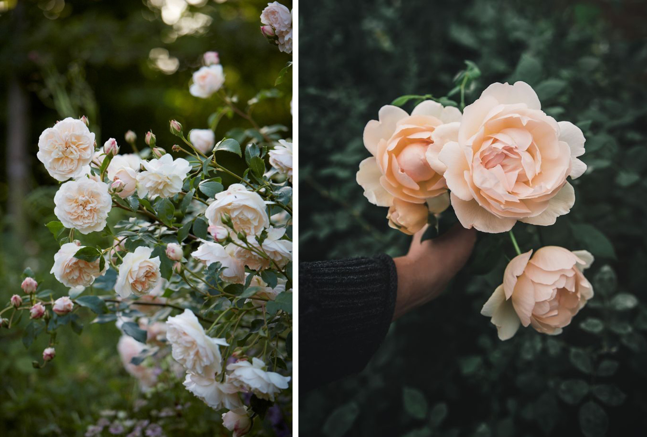 Rose de jardin à l'anglaise fleurs de printemps françaises et de saison